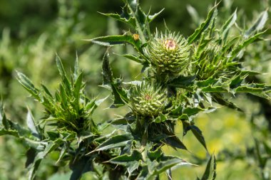 Güzel mor çiçekli Carduus Crispus. Yaz güneşli bir gün.