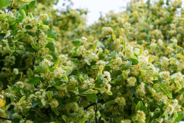 Linden ağacı kümeleri, tira kordata, avrupa, küçük yapraklı kireç, limon tomurcukları. Eczane, eczacı, doğal ilaç, şifalı bitki çayı, aromaterapi. Bahar arkaplanı.