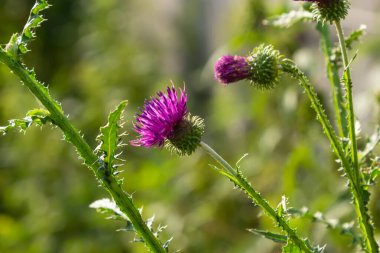 A flowering bush of pink sows Cirsium arvense in a natural environment, among wild flowers. Creeping Thistle Cirsium arvense blooming in summer. Violet flowers on meadow, focus on flower in front.