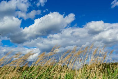 Common reed Phragmites australis. Thickets of fluffy dry trunks of common reed against background of blue autumn sky. Close-up. Nature concept for design.