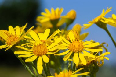 yellow flowering plants of Ragwort, Jacobaea vulgaris early morning on sunny day with blue sky in summer season close up.