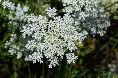 Daucus carota inflorescence, showing umbellets. White small flowers on garden. Blooming vegetables in the garden.