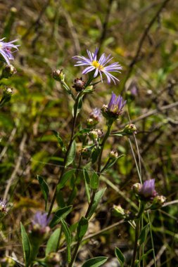 Aster amellus, Compositae. Wild plant shot in summer.
