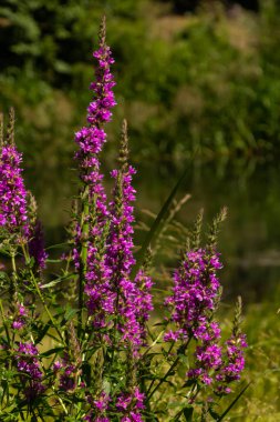Lythrum salicaria pink flowers, purple loosestrife, spiked loosestrife, purple lythrum on green meadow.