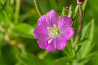 willow-herb epilobium hirsutum during flowering. Medicinal plant with red flowers.