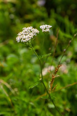 Achillea millefolium, yaygın olarak bilinen yarrow veya ortak yarrow, aile Asteraceae bir çiçekli bitki.