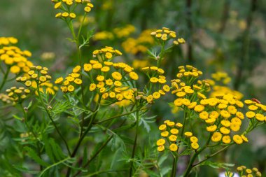 Tansy flowers Tanacetum vulgare Genus of perennial herbaceous plants and shrubs of the family Asteraceae.