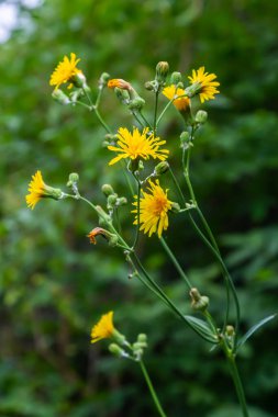 Rough Hawksbeard Crepis biennis plant blooming in a meadow.