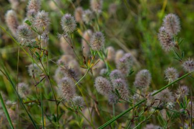Drops of morning dew on flowers of rabbitfoot clover or stone clover Trifolium arvense. Photos with.
