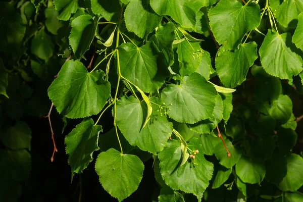 Linden branch with green leaves and buds before flowering.