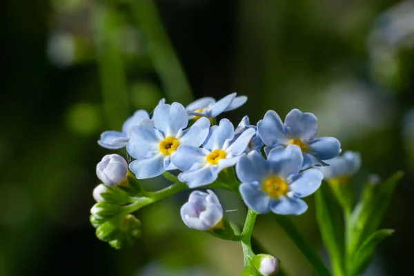 Όμορφο Μικρό Γαλάζιο Και Λευκό Λιβάδι Λουλούδια Φρέσκα Ανοιξιάτικα Λουλούδια — Φωτογραφία Αρχείου