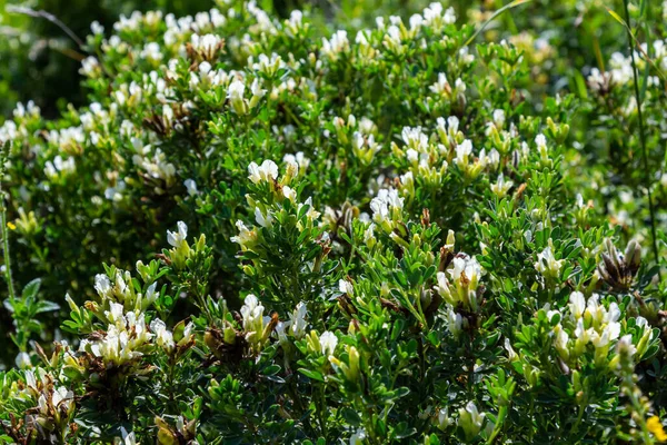 Spring Chamaecytisus Ruthenicus Blooms Wild — ストック写真