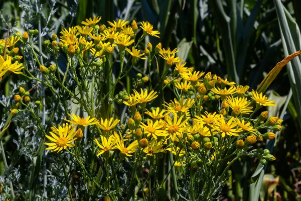 Yellow Flowering Plants Ragwort Jacobaea Vulgaris Early Morning Sunny Day — Stockfoto