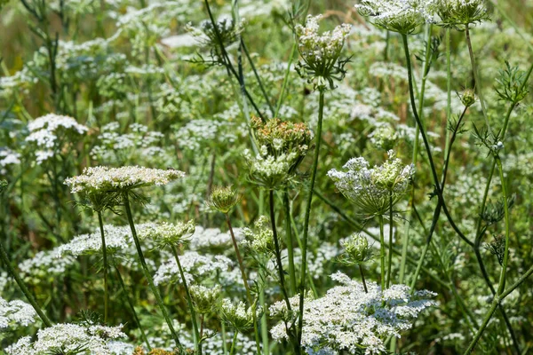 Daucus Carota Inflorescence Showing Umbellets White Small Flowers Garden Blooming — Foto Stock