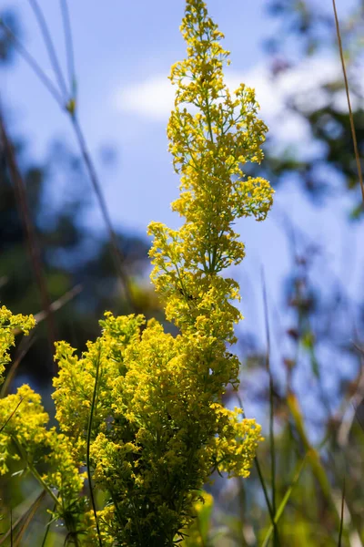 Galium Verum Herbaceous Perennial Plant Family Rubiaceae Flowering Meadow Fragrant — Stock Photo, Image