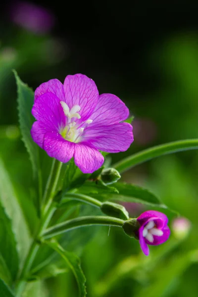 Willow Herb Epilobium Hirsutum Flowering Medicinal Plant Red Flowers — Zdjęcie stockowe