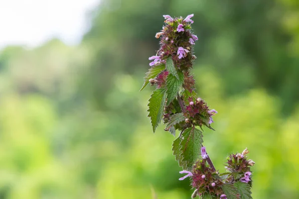 Deaf Nettle Blooming Forest Lamium Purpureum Spring Purple Flowers Leaves — Stock fotografie