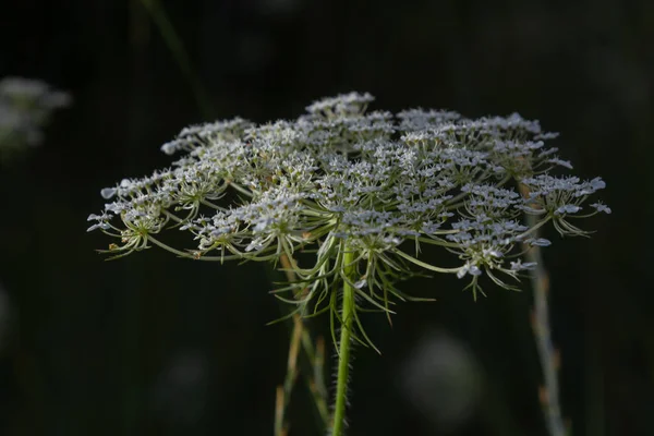Суцвіття Доукської Кароти Показують Парацелети Білі Маленькі Квіти Городі Квітучі — стокове фото