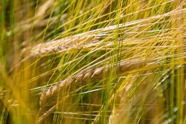 Grains on the field, redy for harvest, golden wheat in the sun. Fields full of cereals. Golden Ripe grain, Yellow, golden background. Landscape of fields full of grains.