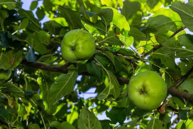Bir daldaki yeşil elmalar hasat edilmeye hazır, açık havada, seçici bir odak.