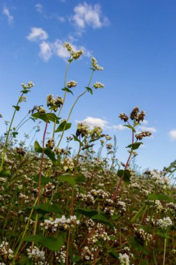 Buckwheat Fagopyrum esculentum in flower on the natural background. Cultivated plant. Macro. Top view.