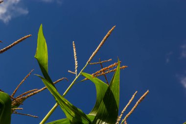 Corn Plantation Food. close up of a corn field in the countryside, many young corns are grown for harvesting to sell to a food factory.
