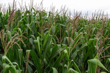 Corn Plantation Food. close up of a corn field in the countryside, many young corns are grown for harvesting to sell to a food factory.