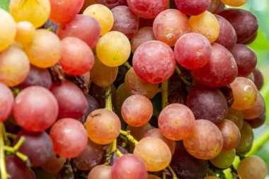 Ripe grapes grow on bushes. Bunch of grapes before harvest.