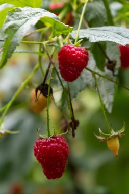 Çalı dalında ahududu ve yeşil yapraklar..