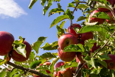Many Colorful red apples on tree ready to harvesting. Apple orchard with red apples.