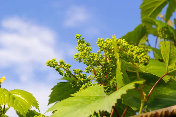 年轻的葡萄子房 碧绿的春天映衬着蓝天 — 图库照片