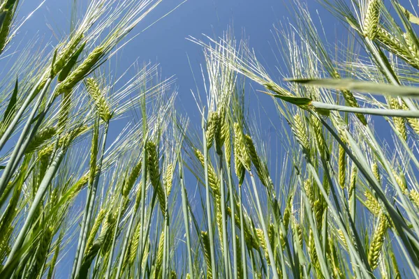 Agricultural Field Green Rye Grows Agriculture Obtaining Grain Crops Rye — 스톡 사진