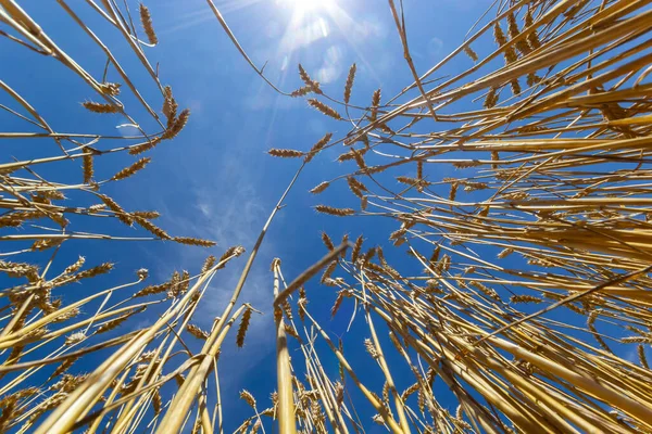 Pole Zlaté Pšenice Modré Oblohy Zemědělské Pole — Stock fotografie