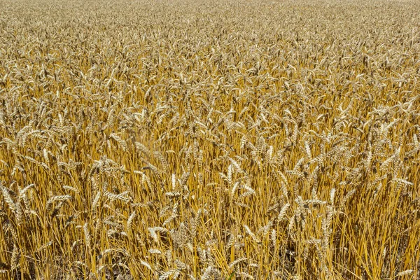 Grains Field Redy Harvest Golden Wheat Sun Fields Full Cereals — Stock Photo, Image
