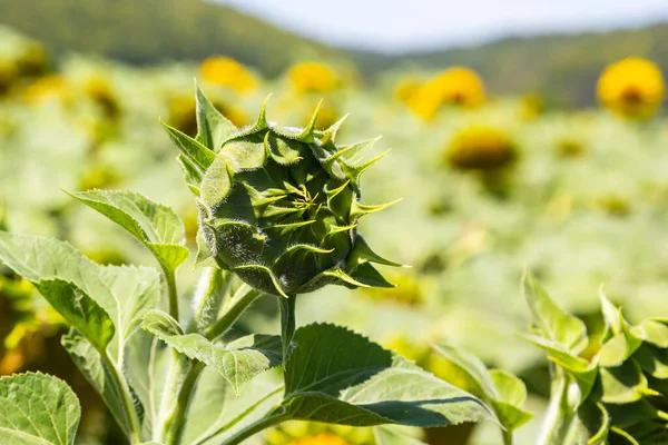 Young Unopened Sunflower Grows Field Sunflower Cultivation Concept — Stockfoto
