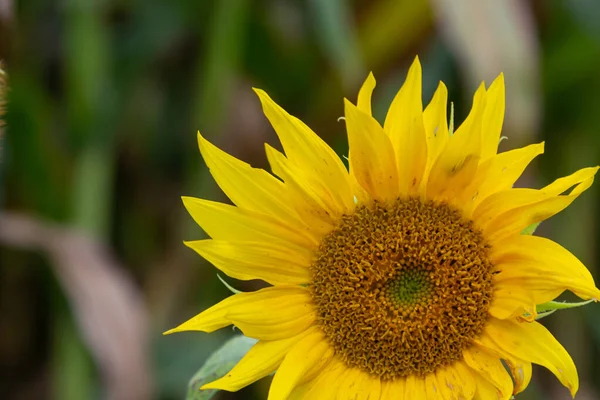 Young Unopened Sunflower Grows Field Sunflower Cultivation Concept — Zdjęcie stockowe