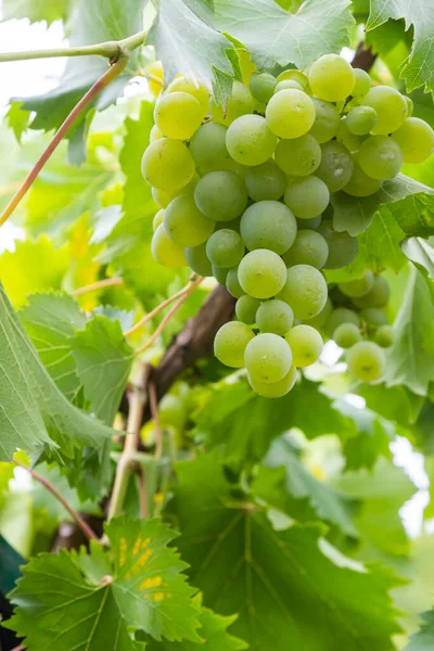Soczyste Smaczne Duże Pęczki Dojrzałych Winogron Krzewach Plantacyjnych — Zdjęcie stockowe
