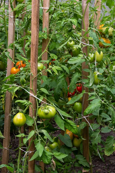 Schöne Rote Reife Tomaten Die Einem Gewächshaus Angebaut Werden Tomatenfoto — Stockfoto