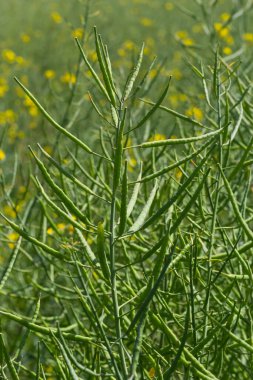 Rape Brassica napus, ripe, dry rape in the field. Ripe dry rapeseed stalks before harvest in day light.