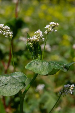 Karabuğday tarlası ve karabuğday çiçekleri. Karabuğday tarımı.