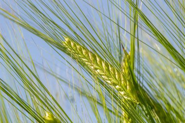 Yazın erken saatlerinde rüzgarda savrulan buğday. Geleneksel yeşil buğday ekinleri. Eşsiz doğal fotoğraf. Toprakta yetişen genç buğday bitkileri..
