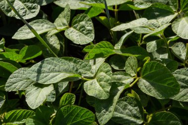 Soya fasulyesi tarlasında soya tohumları, mavi gökyüzü arka planında, yakın plan. Soya bitkisi. Soya kapsülleri. Soya tarlası.