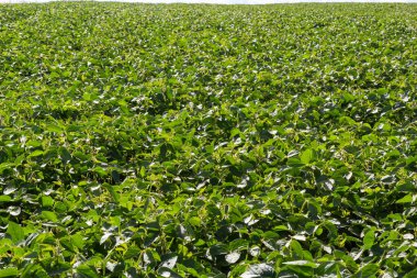 Soya fasulyesi tarlasında soya tohumları, mavi gökyüzü arka planında, yakın plan. Soya bitkisi. Soya kapsülleri. Soya tarlası.