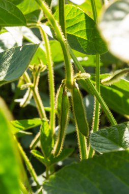 Soya fasulyesi tarlasında soya tohumları, mavi gökyüzü arka planında, yakın plan. Soya bitkisi. Soya kapsülleri. Soya tarlası.