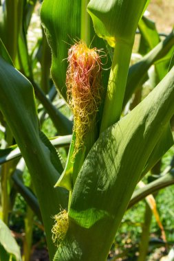 Corn Plantation Food. close up of a corn field in the countryside, many young corns are grown for harvesting to sell to a food factory.