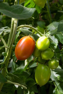 Bir serada yetiştirilen güzel kırmızı olgunlaşmış domatesler. Bahçe domates fotoğraf kopya alanı ile. Sığ derinlik-in tarla.