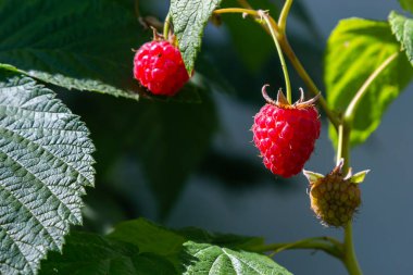 Bahçede olgun ahududu dalları. Meyve bahçesindeki ahududu çalılarında yetişen kırmızı tatlı meyveler..