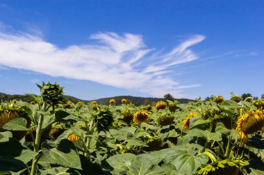 Çekirdek dolu ayçiçeği başları sonbaharda bir tarım tarlasında yetiştirme mevsiminin sonunda hasat edilecek.