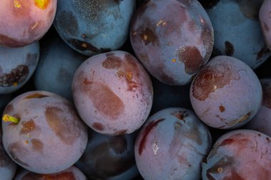 Olgun erikler. Birkaç yaprağı olan erikler. Taze erikleri yakın çekim, üst manzara. Makro fotoğraf yiyeceği meyveli erik. Taze mavi eriklerin dokusu. Resimli meyve ürünü. D 'Agen Fransız eriği.