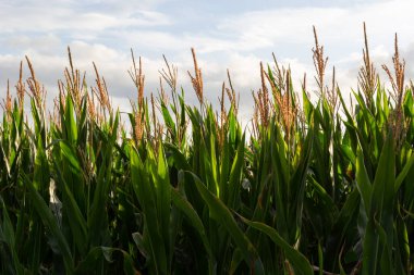 Corn or maize field in organic land agriculture.
